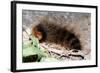 Woolly Bear Caterpillar Feeding on Grasses-Alan J. S. Weaving-Framed Photographic Print