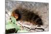 Woolly Bear Caterpillar Feeding on Grasses-Alan J. S. Weaving-Mounted Photographic Print