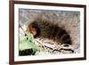 Woolly Bear Caterpillar Feeding on Grasses-Alan J. S. Weaving-Framed Photographic Print