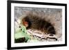 Woolly Bear Caterpillar Feeding on Grasses-Alan J. S. Weaving-Framed Photographic Print