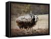 Woolly in Autumn Jacob Sheep-Jai Johnson-Framed Stretched Canvas