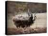 Woolly in Autumn Jacob Sheep-Jai Johnson-Stretched Canvas