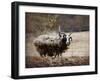 Woolly in Autumn Jacob Sheep-Jai Johnson-Framed Giclee Print