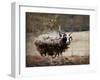 Woolly in Autumn Jacob Sheep-Jai Johnson-Framed Giclee Print