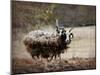 Woolly in Autumn Jacob Sheep-Jai Johnson-Mounted Giclee Print