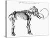 Woolly Mammoth (Mammuthu) Skeleton, 1830-null-Stretched Canvas