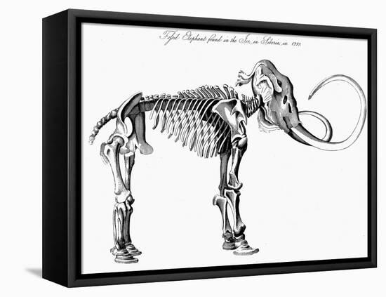 Woolly Mammoth (Mammuthu) Skeleton, 1830-null-Framed Stretched Canvas