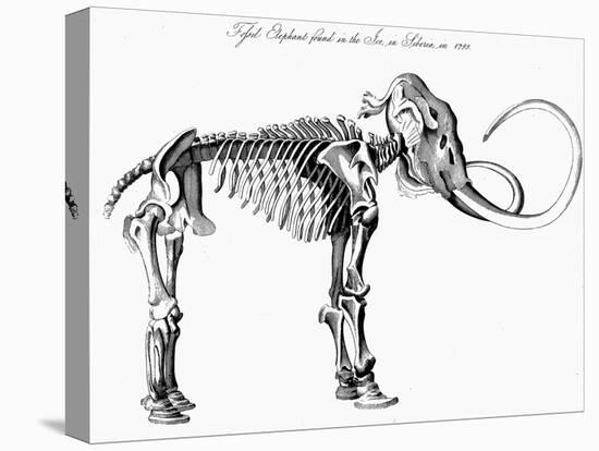 Woolly Mammoth (Mammuthu) Skeleton, 1830-null-Stretched Canvas