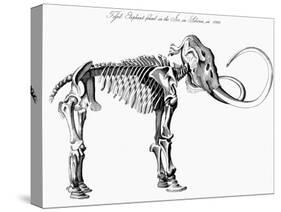Woolly Mammoth (Mammuthu) Skeleton, 1830-null-Stretched Canvas