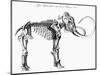 Woolly Mammoth (Mammuthu) Skeleton, 1830-null-Mounted Giclee Print