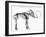 Woolly Mammoth (Mammuthu) Skeleton, 1830-null-Framed Giclee Print