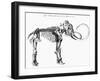 Woolly Mammoth (Mammuthu) Skeleton, 1830-null-Framed Giclee Print