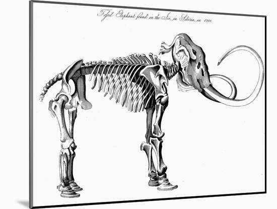 Woolly Mammoth (Mammuthu) Skeleton, 1830-null-Mounted Giclee Print