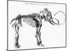 Woolly Mammoth (Mammuthu) Skeleton, 1830-null-Mounted Giclee Print