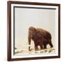 Woolly Mammoth Prehistoric Reconstruction-Arthur Hayward-Framed Photographic Print