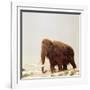 Woolly Mammoth Prehistoric Reconstruction-Arthur Hayward-Framed Photographic Print