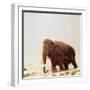 Woolly Mammoth Prehistoric Reconstruction-Arthur Hayward-Framed Photographic Print