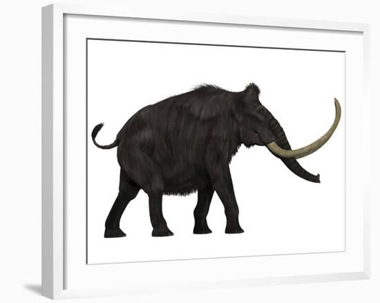 Woolly Mammoth, Side View-Stocktrek Images-Framed Art Print