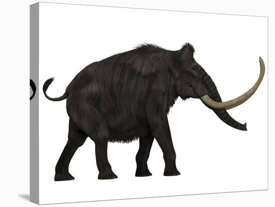 Woolly Mammoth, Side View-Stocktrek Images-Stretched Canvas