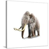 Woolly Mammoth, White Background-null-Stretched Canvas