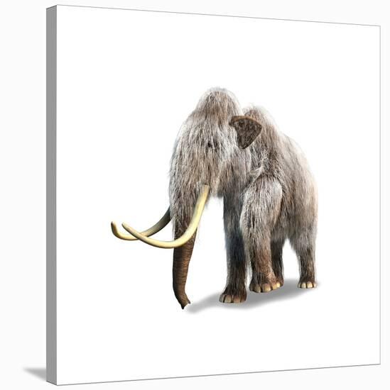 Woolly Mammoth, White Background-null-Stretched Canvas