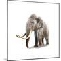 Woolly Mammoth, White Background-null-Mounted Premium Giclee Print