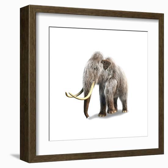 Woolly Mammoth, White Background-null-Framed Art Print