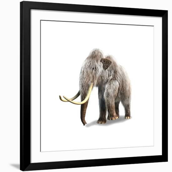 Woolly Mammoth, White Background-null-Framed Art Print