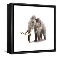 Woolly Mammoth, White Background-null-Framed Stretched Canvas