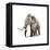 Woolly Mammoth, White Background-null-Framed Stretched Canvas