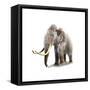 Woolly Mammoth, White Background-null-Framed Stretched Canvas