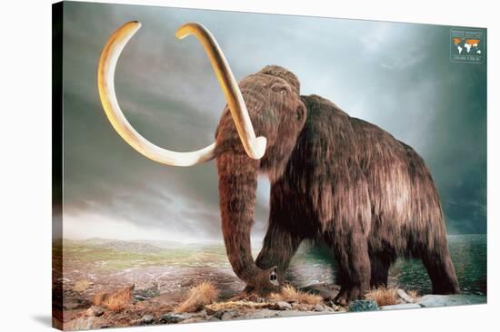 Woolly Mammoth-null-Stretched Canvas