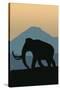 Woolly Mammoth-Lantern Press-Stretched Canvas