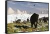 Woolly Mammoths and Woolly Rhinos in a Prehistoric Landscape-null-Framed Stretched Canvas