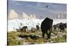 Woolly Mammoths and Woolly Rhinos in a Prehistoric Landscape-null-Stretched Canvas