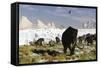 Woolly Mammoths and Woolly Rhinos in a Prehistoric Landscape-null-Framed Stretched Canvas
