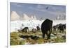 Woolly Mammoths and Woolly Rhinos in a Prehistoric Landscape-null-Framed Art Print