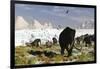 Woolly Mammoths and Woolly Rhinos in a Prehistoric Landscape-null-Framed Art Print