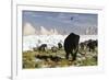 Woolly Mammoths and Woolly Rhinos in a Prehistoric Landscape-null-Framed Art Print