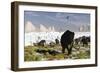 Woolly Mammoths and Woolly Rhinos in a Prehistoric Landscape-null-Framed Art Print