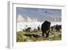 Woolly Mammoths and Woolly Rhinos in a Prehistoric Landscape-null-Framed Art Print