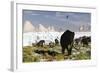 Woolly Mammoths and Woolly Rhinos in a Prehistoric Landscape-null-Framed Art Print