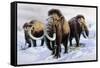 Woolly Mammoths-null-Framed Stretched Canvas