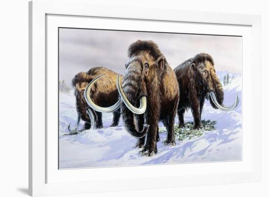 Woolly Mammoths-null-Framed Photographic Print