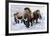 Woolly Mammoths-null-Framed Photographic Print