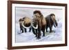 Woolly Mammoths-null-Framed Photographic Print