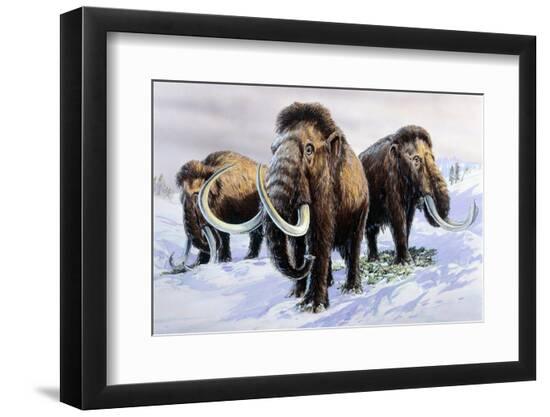 Premium Photographic Print, , large