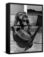 Woolly Monkey and Bear Cub at Play-null-Framed Stretched Canvas