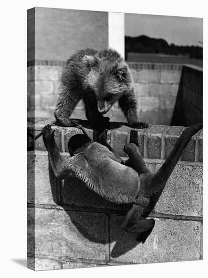 Woolly Monkey and Bear Cub at Play-null-Stretched Canvas