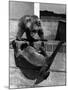 Woolly Monkey and Bear Cub at Play-null-Mounted Photographic Print